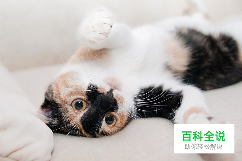 给猫咪拍照的5个正确姿势