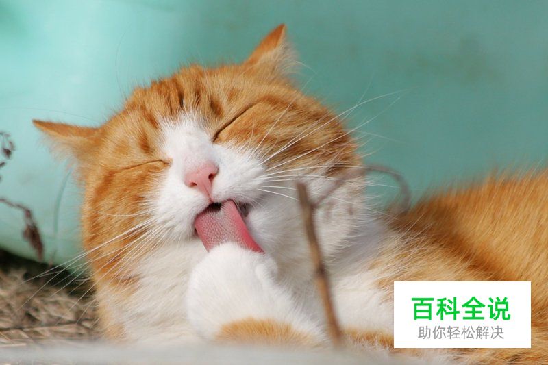 给猫咪拍照的5个正确姿势
