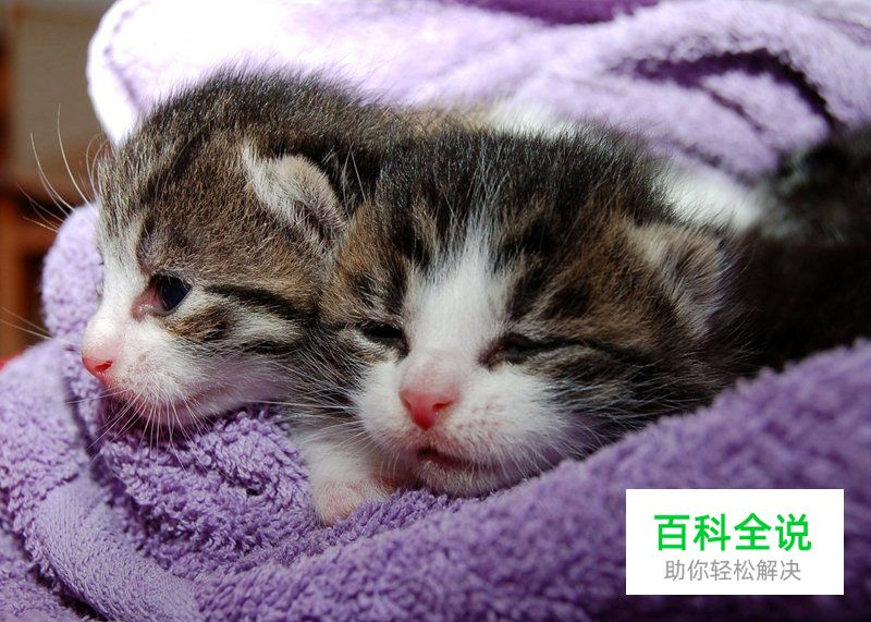 给猫咪拍照的5个正确姿势