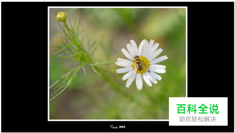 给微距摄影初学者的10条小建议