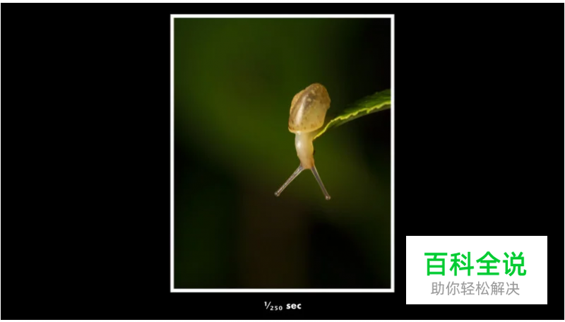 给微距摄影初学者的10条小建议