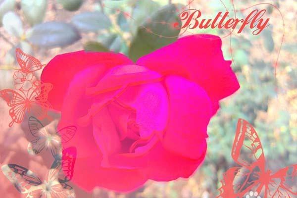 光影魔术手怎么给图片添加蝴蝶边框?