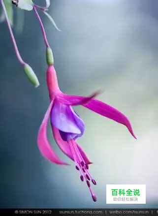 花卉摄影必知的6个攻略