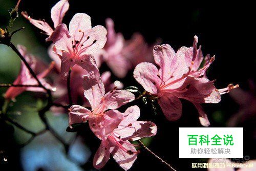 花卉摄影实用摄影技巧