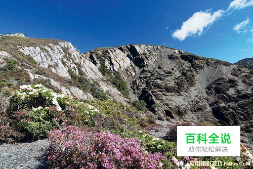 花卉摄影实用摄影技巧