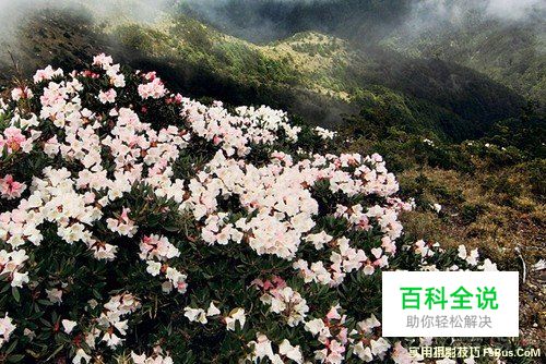 花卉摄影实用摄影技巧