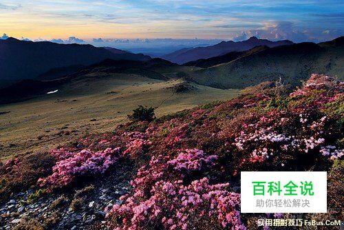 花卉摄影实用摄影技巧