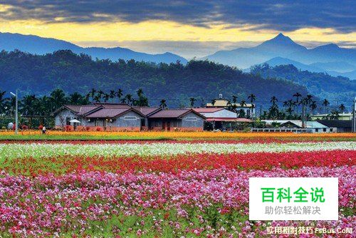 花卉摄影实用摄影技巧