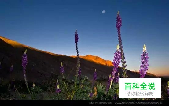 花卉摄影必知的6个攻略