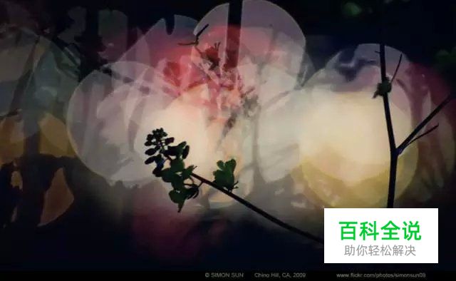 花卉摄影必知的6个攻略