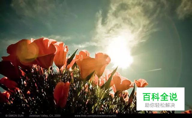花卉摄影必知的6个攻略