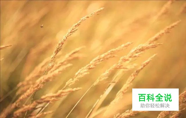 花卉摄影必知的6个攻略