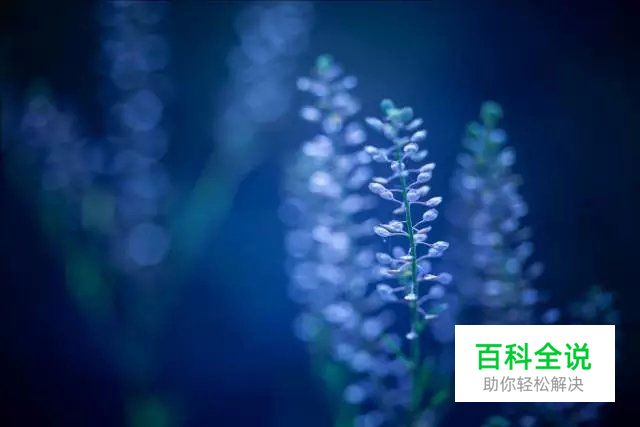 花卉摄影必知的6个攻略