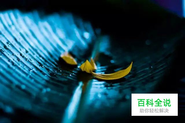 花卉摄影必知的6个攻略