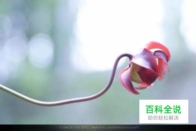 花卉摄影必知的6个攻略