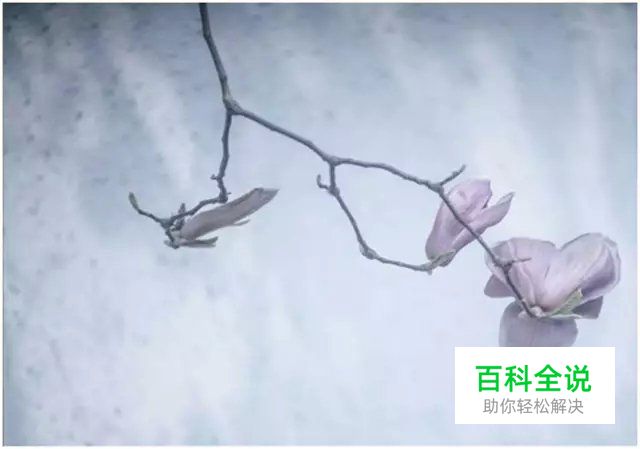 花卉摄影必知的6个攻略