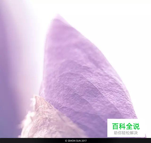 花卉摄影必知的6个攻略