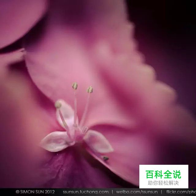 花卉摄影必知的6个攻略