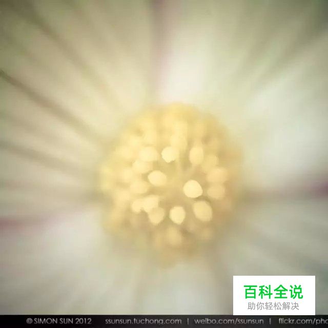 花卉摄影必知的6个攻略