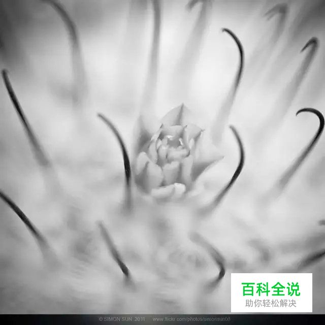 花卉摄影必知的6个攻略