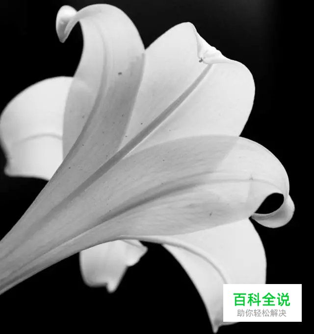 花卉摄影必知的6个攻略