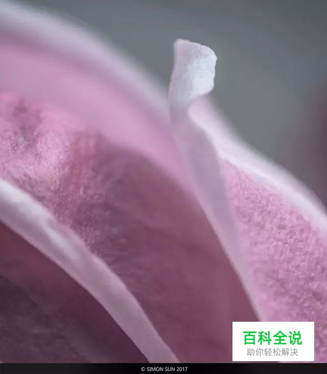 花卉摄影必知的6个攻略