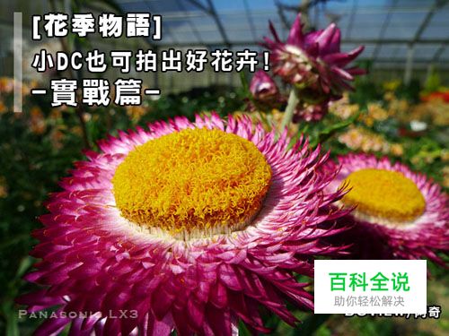花季物语！小DC照样拍出好照片之实战篇