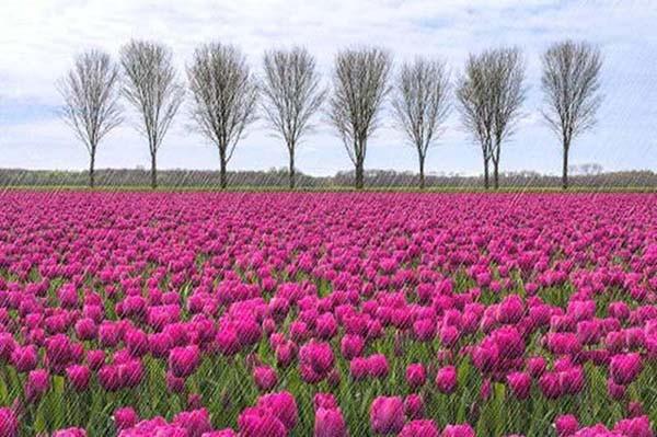 iSee怎么给图片添加雨丝特效?