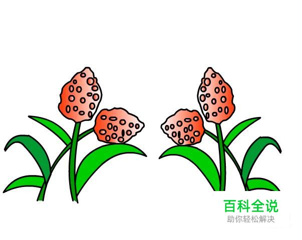 简笔画：如何使用Flash绘制出高粱