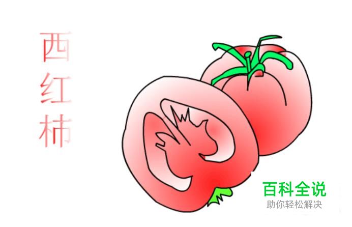 简笔画：如何使用Flash绘制西红柿