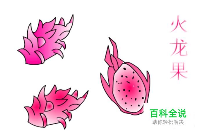 简笔画：如何使用Flash绘制火龙果