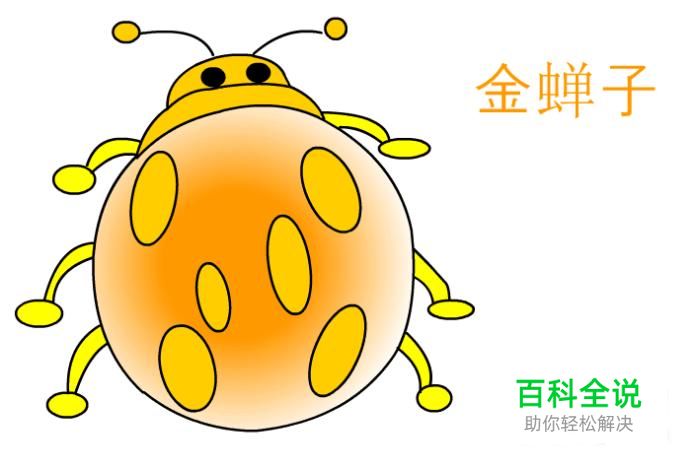 简笔画：如何使用Flash绘制金龟子