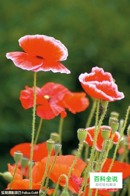 简单4招花卉摄影用光技巧