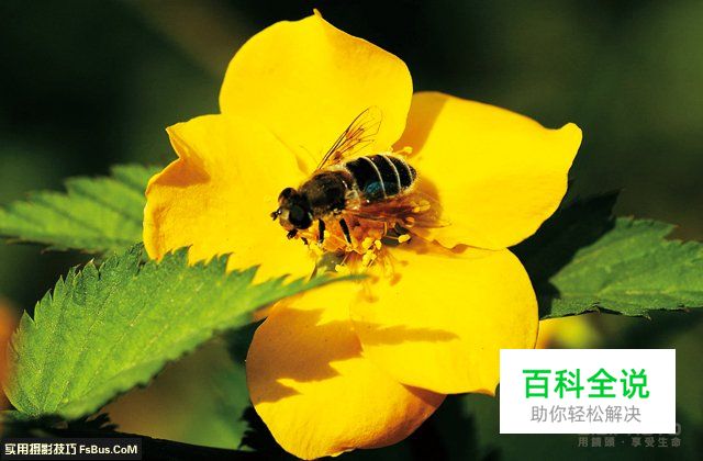 简单4招花卉摄影用光技巧