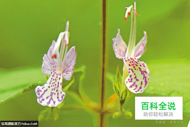 简单4招花卉摄影用光技巧