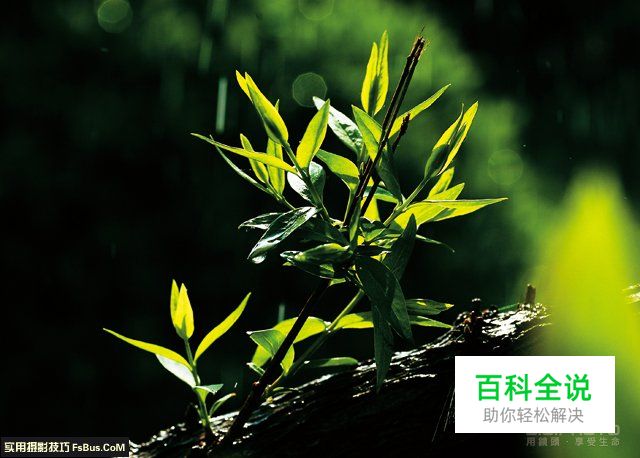 简单4招花卉摄影用光技巧