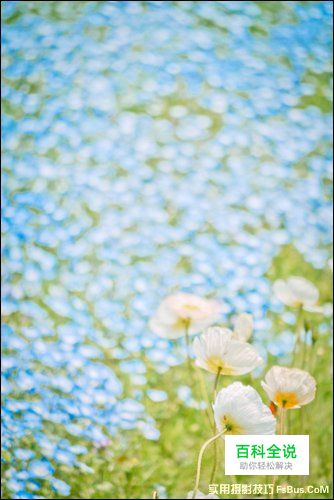 简单6招拍出不一样的花卉照片