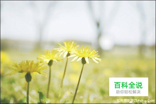 简单6招拍出不一样的花卉照片