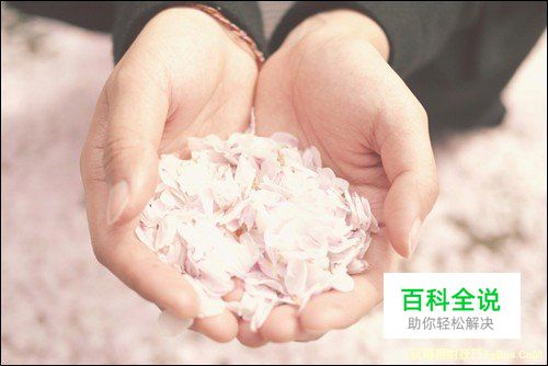 简单6招拍出不一样的花卉照片