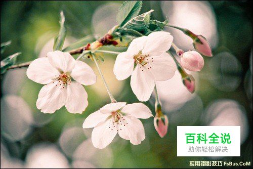 简单6招拍出不一样的花卉照片