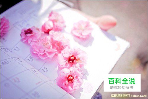 简单6招拍出不一样的花卉照片