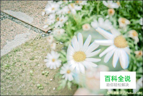 简单6招拍出不一样的花卉照片