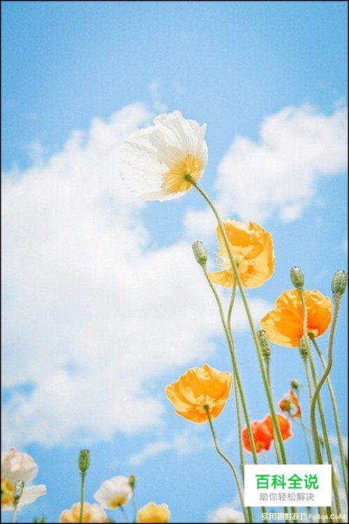 简单6招拍出不一样的花卉照片