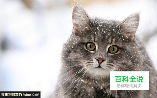 简单六招教你拍好宠物