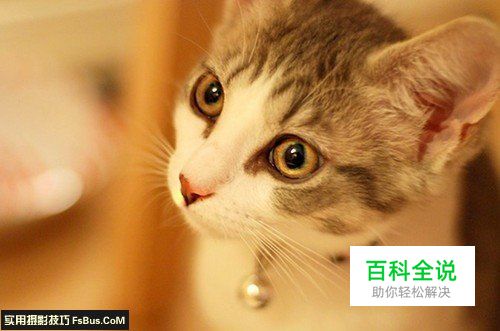 简单六招教你拍好宠物