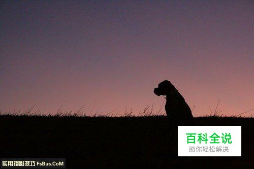 简单六招教你拍好宠物