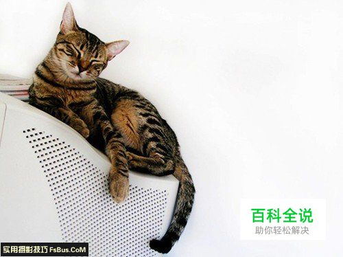 简单六招教你拍好宠物