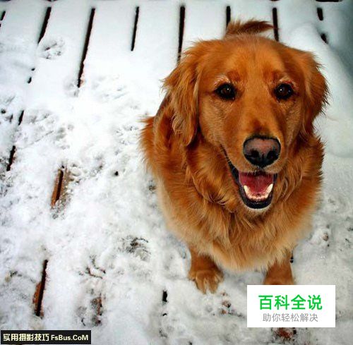 简单六招教你拍好宠物