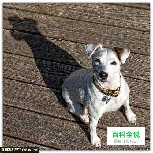 简单六招教你拍好宠物