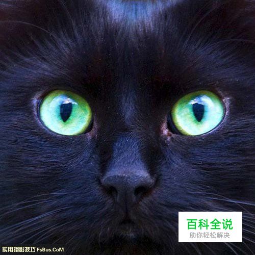 简单六招教你拍好宠物